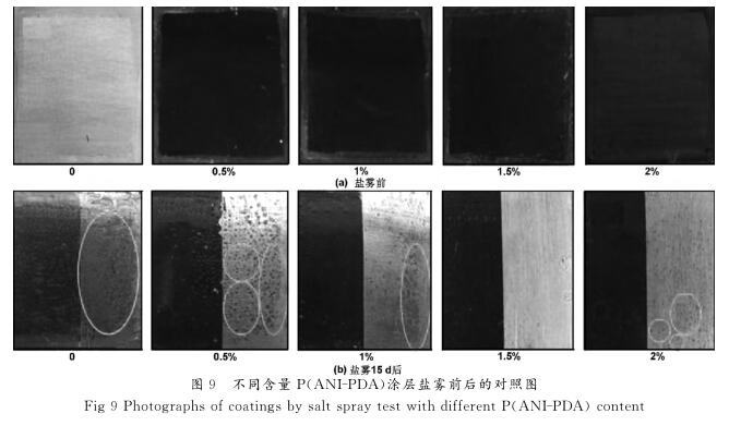  不同含量Ｐ （ ＡＮＩ － ＰＤＡ ）涂層鹽霧前后的對照圖